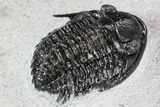 Phaetonellus Trilobite (Uncommon Proetid) - Morocco #108694-5